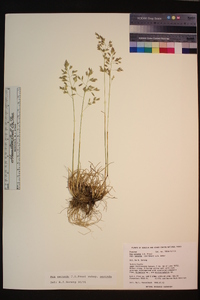 Poa secunda subsp. secunda image